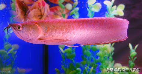 水族箱可以養什麼|2尺缸適合養什麼魚？選擇合適魚種，打造健康水族環境 